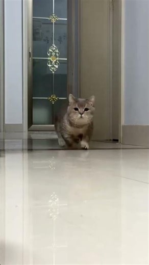 Laughing Cats Compilation: Moments You Can't Miss 😹