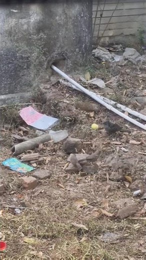 Grey Barred Hawk-Cuckoo Bird | Juvenile & Adult Identification | Wildlife Bird Video