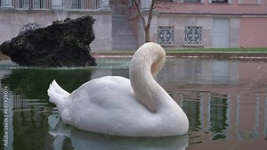 Pure white swan swims in city fountain against crowded tourist attraction. Thin jets of water splash from big fountain pond on sunny day