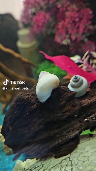 White Wizard Snails: Dumbledore and Gandalf in Aquariums