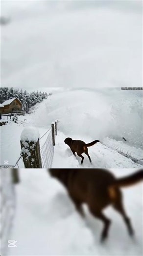 Labrador Chocolate vs. alud: ¿Quién gana?