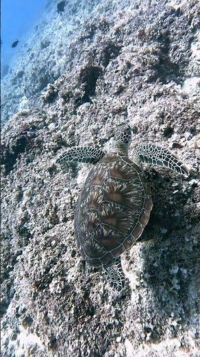 Sea Turtle 🐢