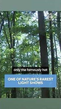Congaree National Park prepares for its unique firefly display