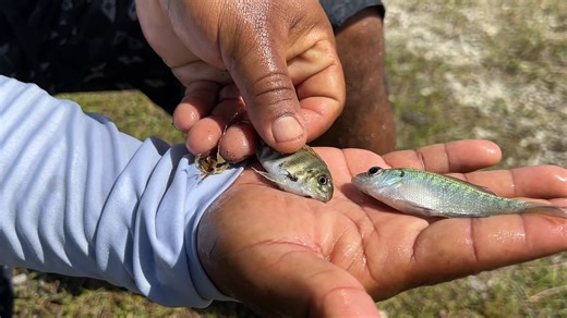 What happened when we tested the cheapest bait trap online