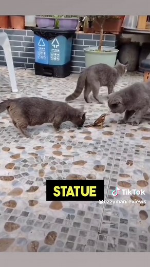 Aussie Man Reviews: Bird vs. Cats - Hilarious!