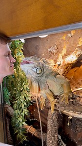 362K views · 8.6K reactions | Almost got my nose  | Lizardthebuddy | Facebook