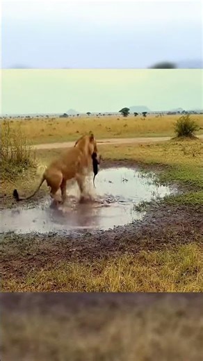 Baby Baboon Meets Tragic Fate After Surprise Lion Attack