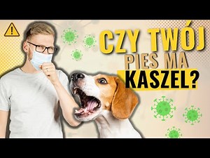 Kaszel kenelowy u Psa. Posłuchaj Dietetyka Zwierzęcego