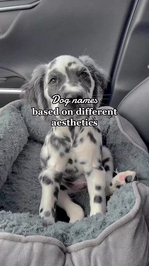 What’s your dog’s name?🐶 #dognames #dogstiktok #minimalista | Dog Names