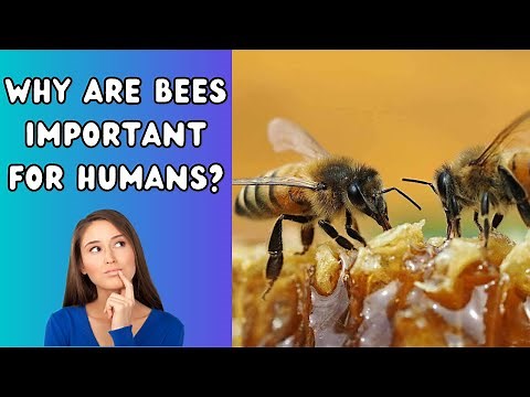 Why are bees important for humans? All about bees. #bees #honeybees