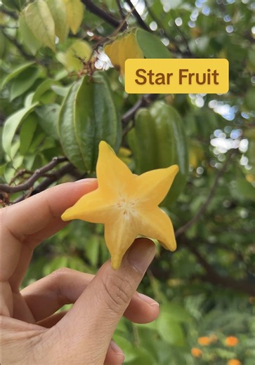 Star Fruit Season: Delicious and Refreshing Benefits