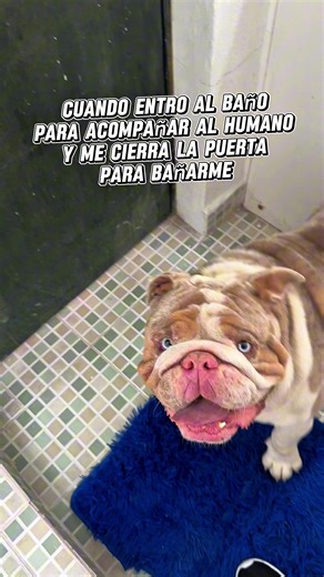 Perritos Graciosos en TikTok - Momentos Adorables