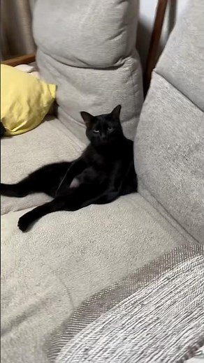 #JasonDeruloTV // Cat Acting Like He’s Paying The Bills 🤣 IG @moz.hota.kom.chiri