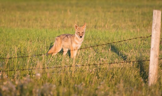 Can Coyotes Jump Fences?