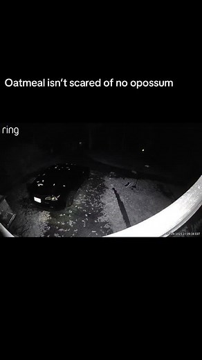 He comes from the city streets, these country critters don’t scare him #orangecat #opossum #pet #cat #notscared #lmao #streetcat | Molly Gilbert