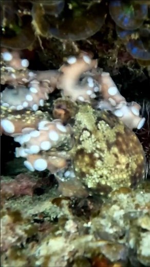 Octopus dance