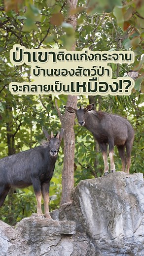 1.3M views · 10K reactions | "เขาหนองมะค่า"...