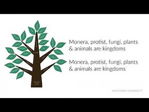 Five Kingdoms Classification Song