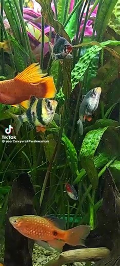 Beautiful Mind 🌿 (@beautiful.mind.path)’s videos with original sound - Beautiful Mind 🌿