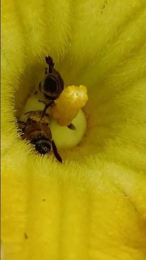 Worker Bees Gathering Pollen | Nature's Hardest Workers at the Flowers 🐝