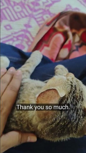 When a cat sits on your lap, you don’t move… ever 🐾💖Pure comfort, pure fluff, pure happiness.