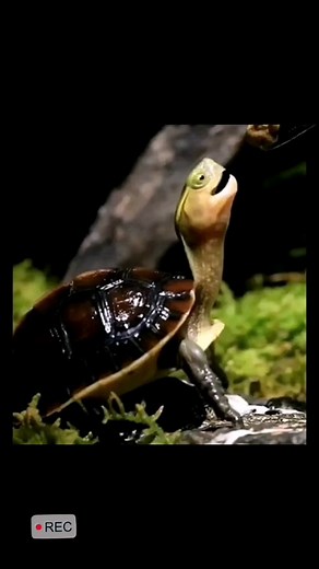 The Little Turtle Feeling Sad