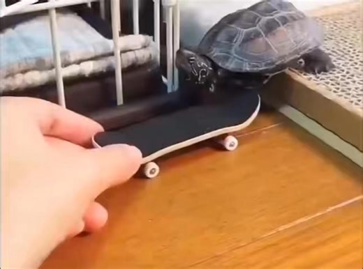 You know what they say. Give a turtle a skateboard and he’ll harass the cats all day 😂 | Hits FM - Montreal