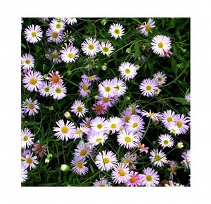 Erigeron lavender lady