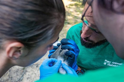 "S’échanger des populations saines et en bonne santé" : les zoos en réseau pour la conservation des espèces