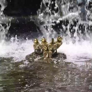 Mother Duck Lost Her Ducklings 🦆🐥