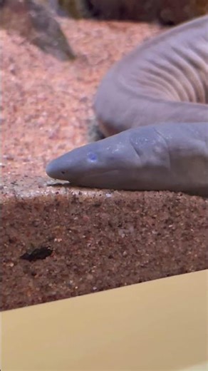 Caecilian #sheddaquarium