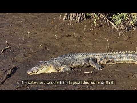 10 Deadliest Animals in Australia | The Most Dangerous Wildlife on Earth