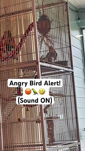 Have You Ever Seen an ANGRY Cockatiel?! 😂🦜 (Bird Jail Meltdown!)