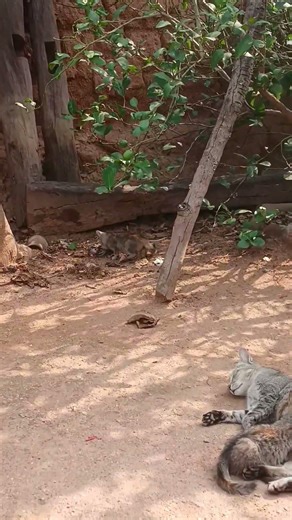 Cat Catches a Mouse 🐱 #cat #mouse #shorts