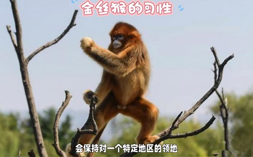 金丝猴的习性