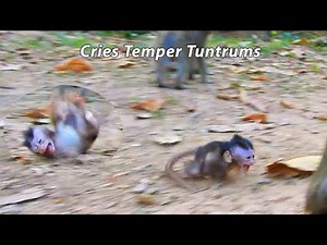 This is Breaking Heart Clip !!! Shocking Baby Quinton Cries Temper Tantrums