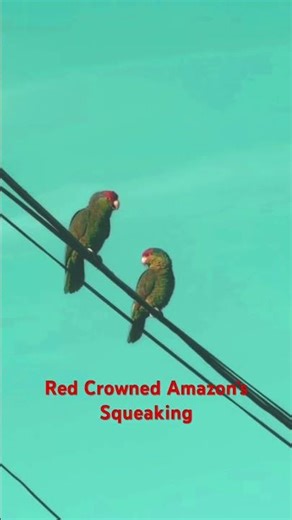 Red Crowned Amazon’s squeaking #nature