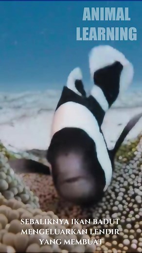 CLOWN FISH || IKAN LUCU YANG HIDUP DITERUMBU KARANG #animallearningguys #nemo #clownfish #fish #fyp #viral #viraltiktok