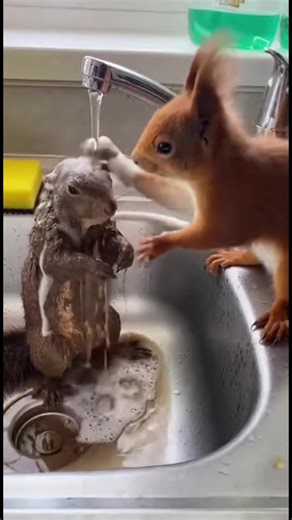 Squirrel's Adorable Cleaning Routine! Check out this squirrel washing its toy in the sink! #fblifestyle #AI Generated using Kling AI . . . (For entertainment purposes only. Consult professionals if guidance on activities is presented. No brand affiliation is implied if any are shown. If inspired by true events, creative adaptations may be included. Content may include public footage.) | Fabiosa Australia