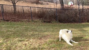 Watauga Humane Society on Reels
