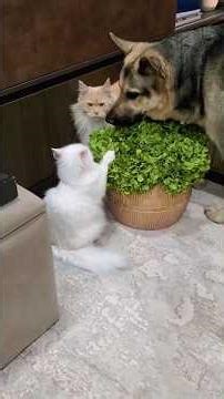 Dog Leaves… Then This Happens Between the Cats I #cutekitty #shorts