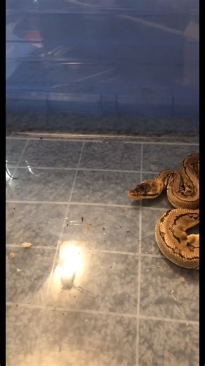 #BallPython #LiveFeeding #Mice #Snake #Pet #Fyp