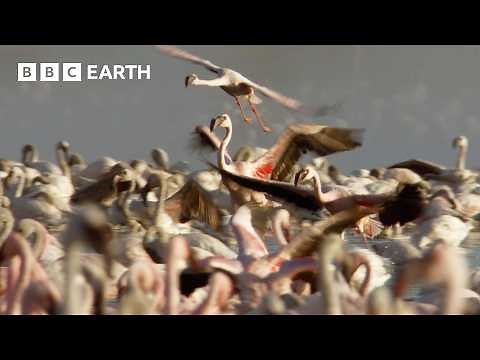 Flamingos Create one of Earth's Greatest Wildlife Spectacles | Africa | BBC Earth