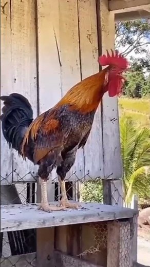 Funny Roosters Crowing And Laughing Compilation | try not to laugh #funny