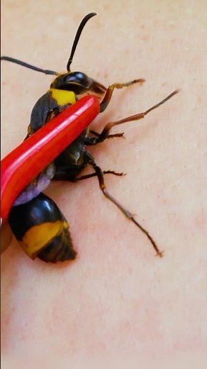 How bad is the sting from rare Japanese Wasp?