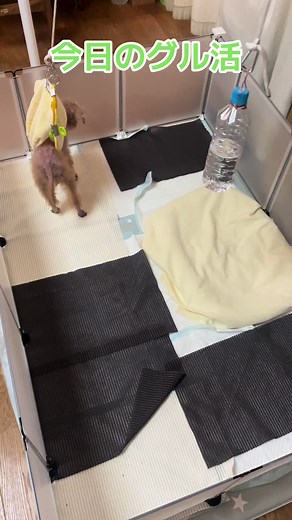 介護犬のための歩行補助具作り方