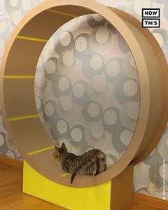This DIY video shows how you can build a giant-sized hamster wheel for your cats 🐈 | NowThis