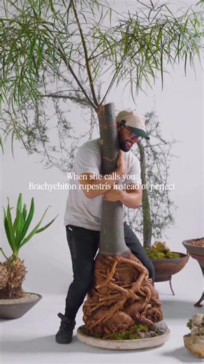 When you call her Brachychiton rupestris instead of perfect. There really isn’t anything more beautiful. | The Plant Daddies