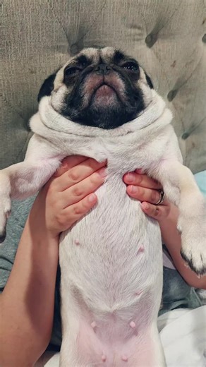 Wash My Belly: A Pug's Fun Adventure