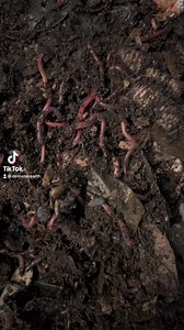 5.2K views · 106 reactions | Just some red wigglers doing their...
